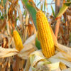 Corn Getting a Thursday Morning Bounce