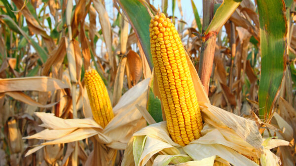 Corn Getting a Thursday Morning Bounce