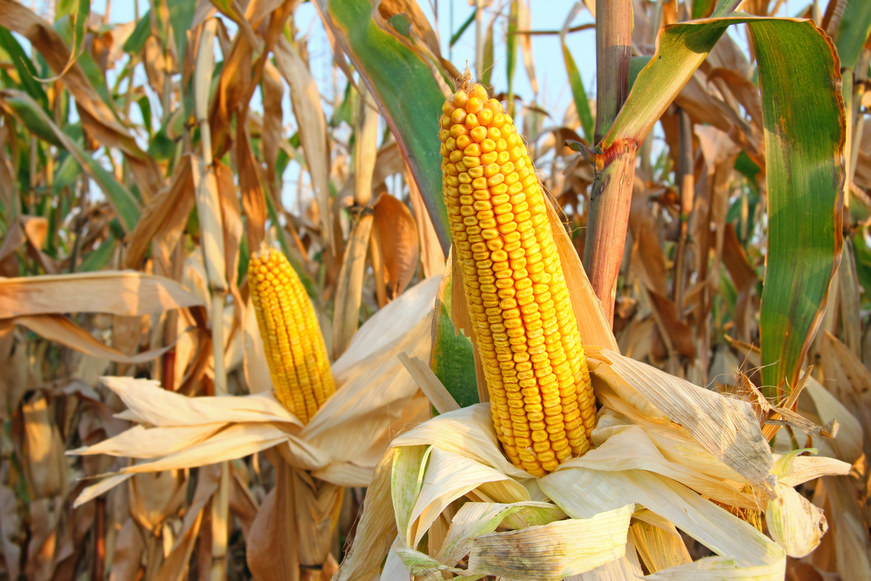 Corn Getting a Thursday Morning Bounce