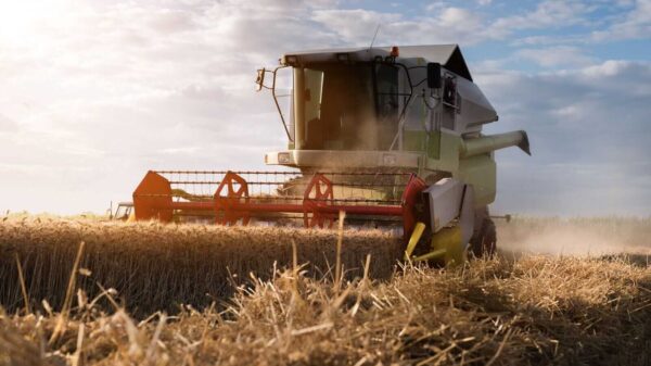 Wheat Rallying Early on Thursday Amid More Black Sea Strikes