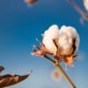 Cotton Bulls Pushing Bach Higher on Wednesday Morning