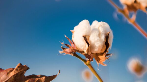 Cotton Bulls Pushing Bach Higher on Wednesday Morning