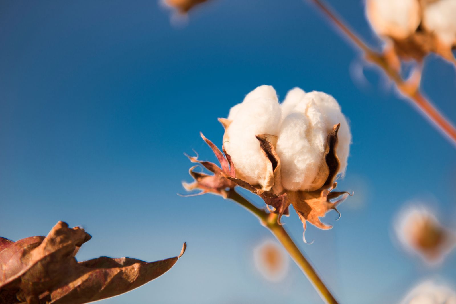 Cotton Bulls Pushing Bach Higher on Wednesday Morning