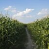 Corn Fading Back to Start Wednesday Trade
