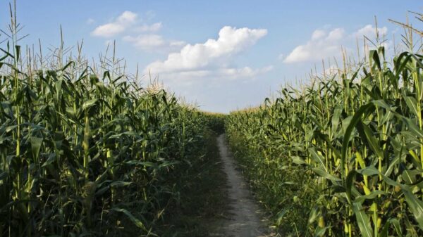 Corn Fading Back to Start Wednesday Trade