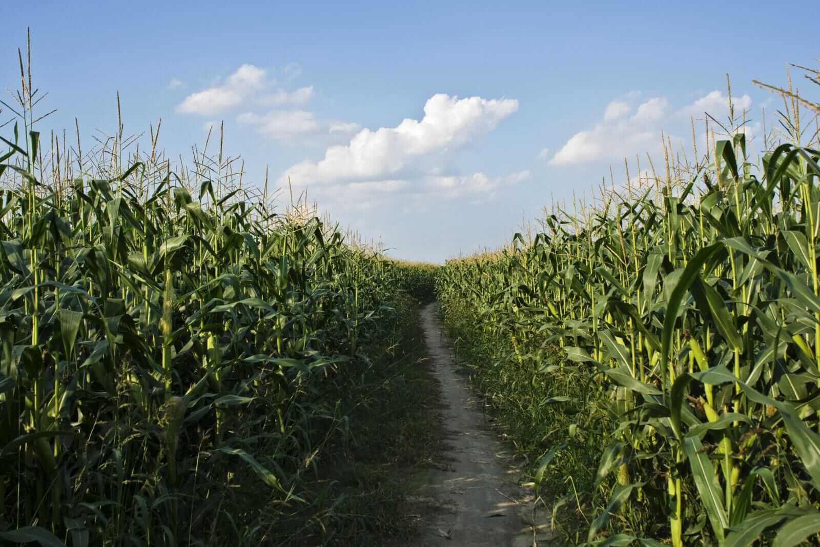 Corn Fading Back to Start Wednesday Trade